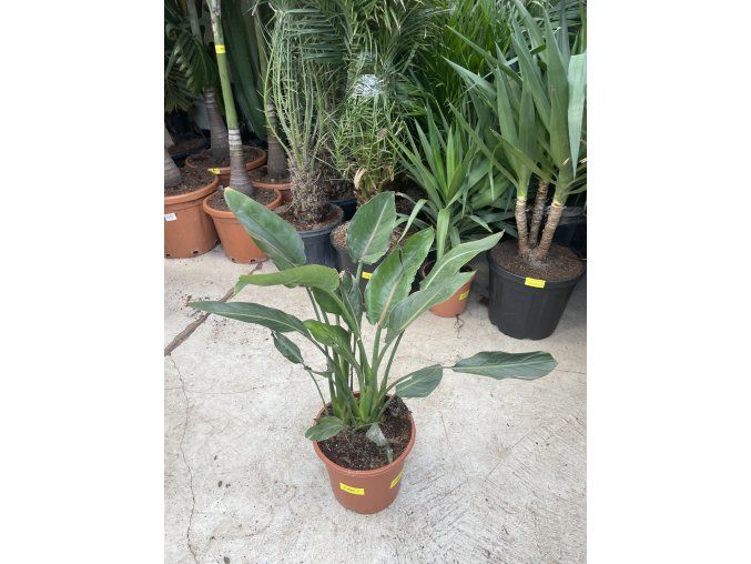 Strelitzia reginae, původ Španělsko, 60 cm