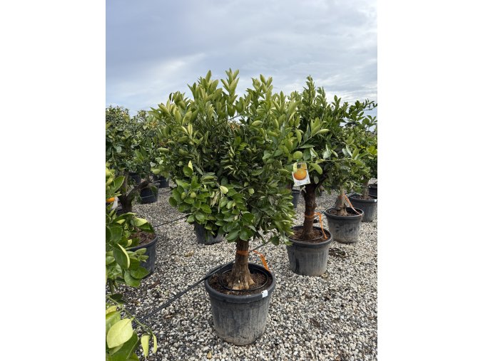 Pomerančovník,  160 cm