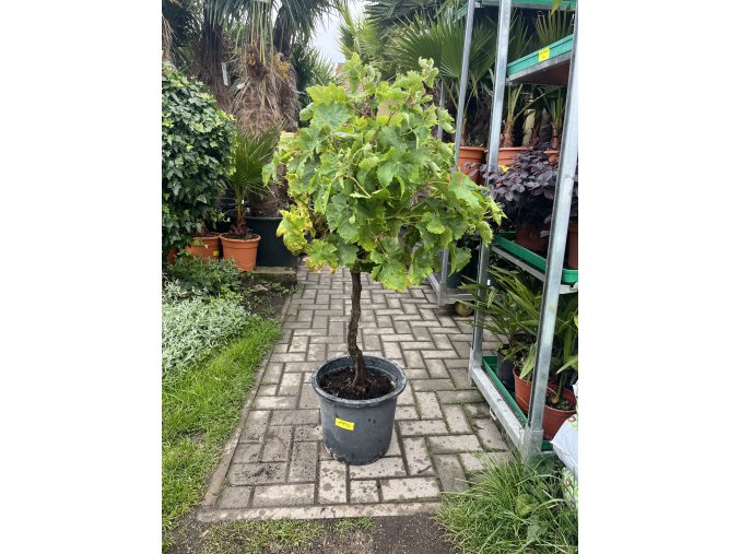 Vinná réva 130 cm.