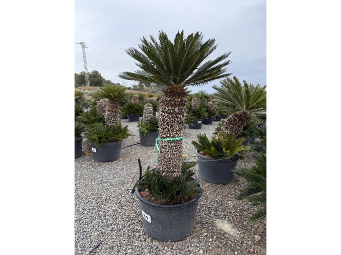 CYCAS REVOLUTA 210 cm