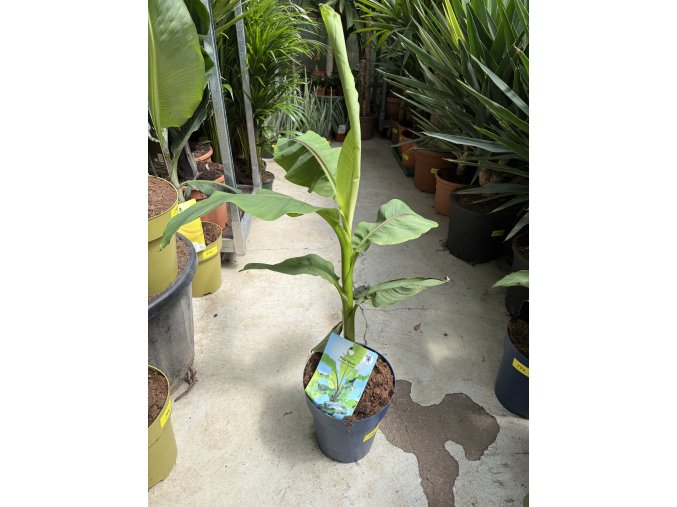 Banánovník musa basjoo, 80 cm