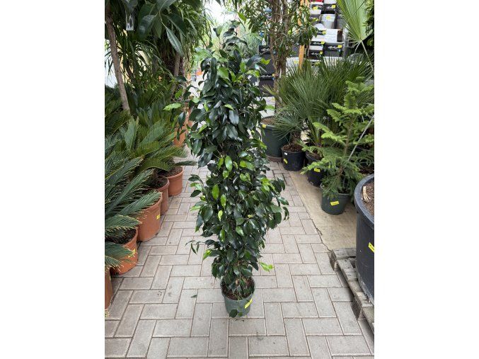 Ficus Benjamina , benjamín 120 cm