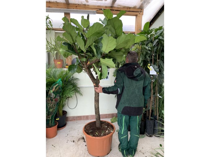 Ficus lyrata, stromek, 200 cm