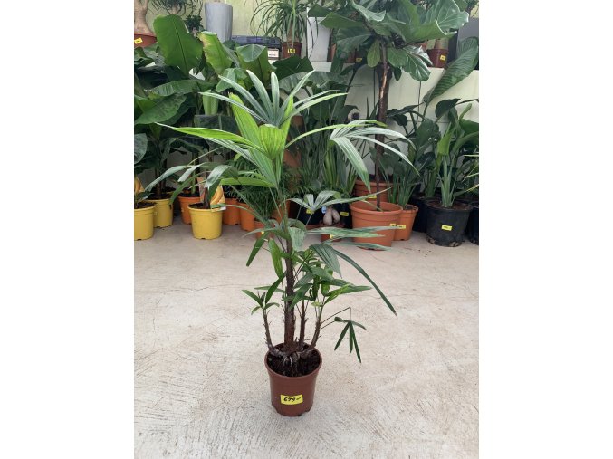 RHAPIS EXCELSA, 70 CM