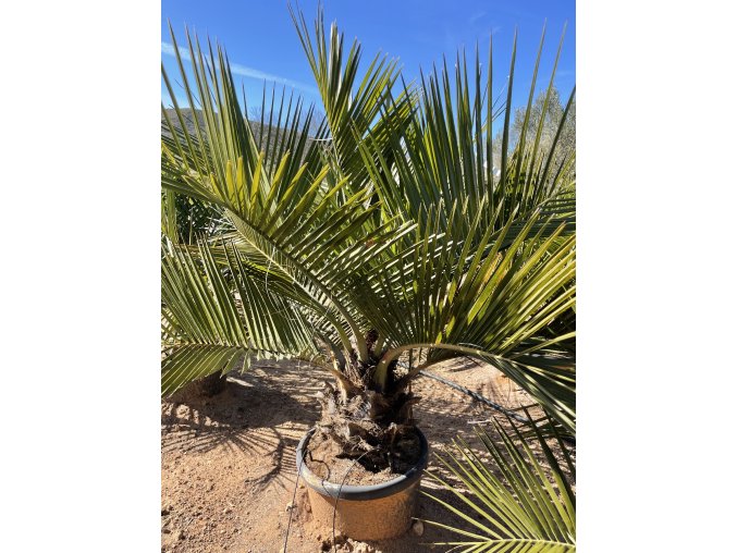 JUBAEA CHILENSIS, CHILSKÁ PALMA  160 cm