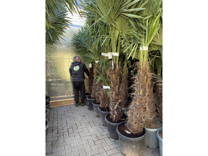 TRACHYCARPUS FORTUNEI, výška 250 cm, kmen 100 cm