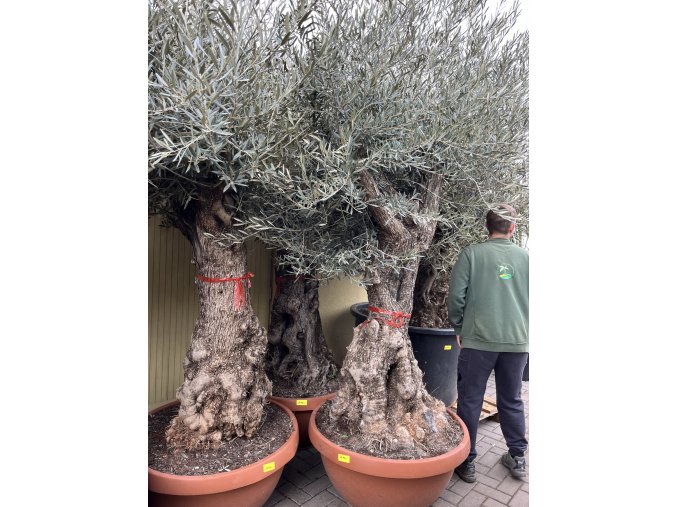 Olea europea - Olivovník. Výška 280 cm, obvod kmene 130 cm+