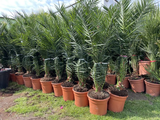 PHOENIX CANARIENSIS, DATLOVÁ PALMA, 140 CM