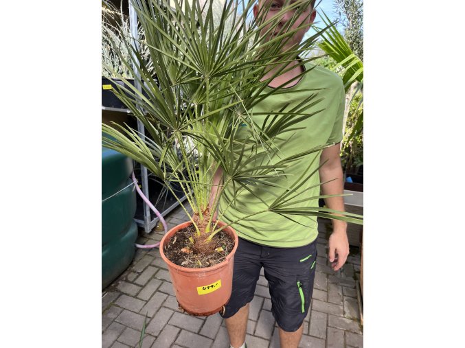 Chamaerops humilis, Žumara, 70 cm