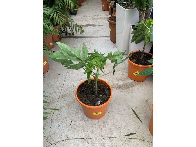 Papaya 50 cm