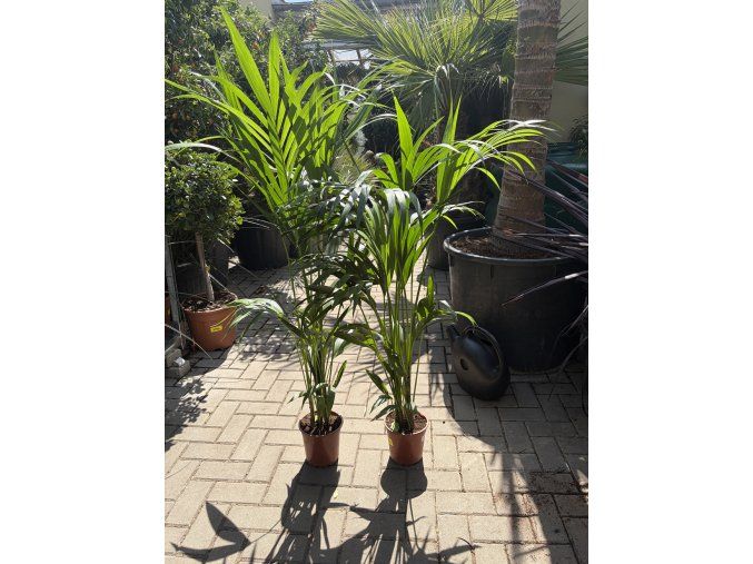 Howea Forsteriana  120 cm