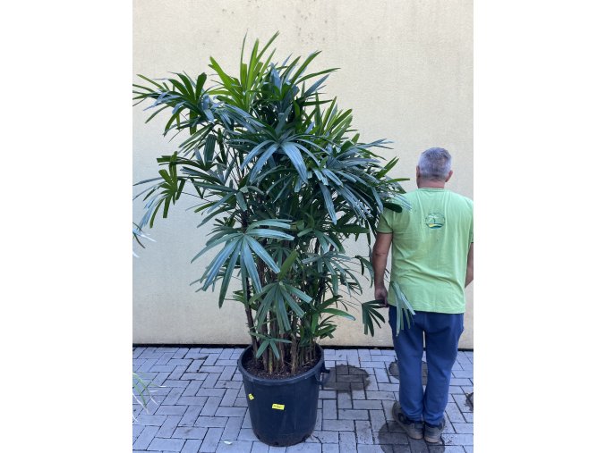Rhapis excelsa 200 cm