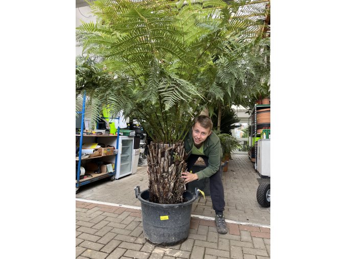 Dicksonia antarctica, 200 cm