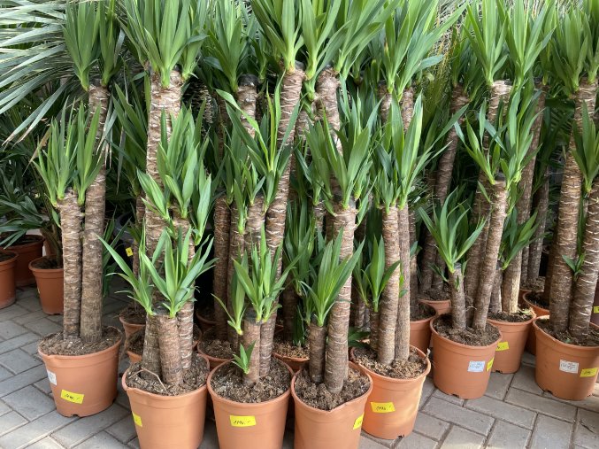 Yucca elegans, juka, původ rostliny Španělsko. 130 cm