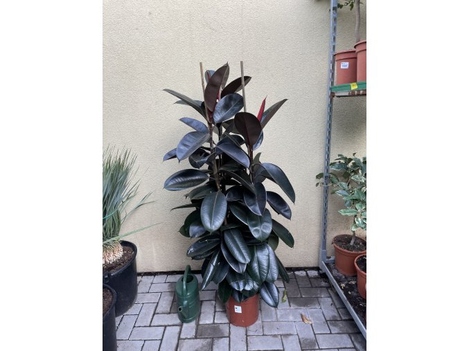 FICUS ELASTICA, adbijan 200 cm