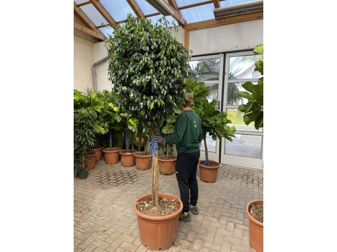 FICUS Benjamina 230 cm