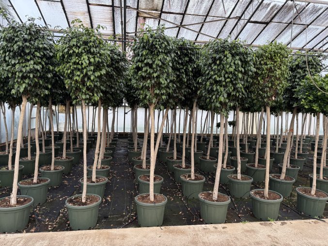 FICUS Benjamina 230 cm