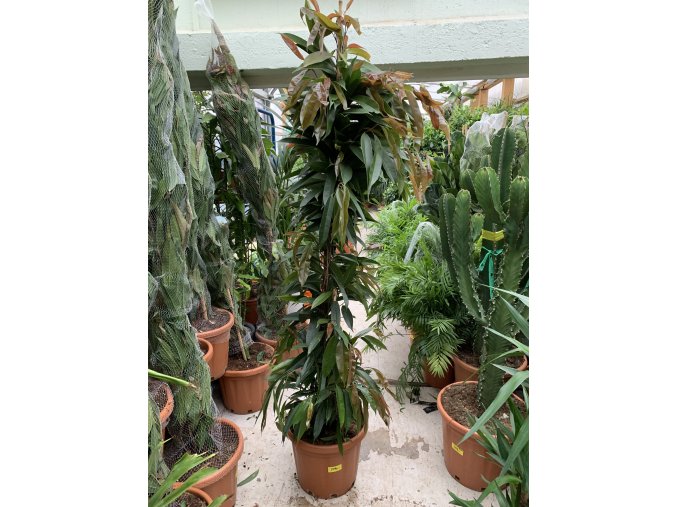Ficus Amstel King, původ rostliny Španělsko. 180 cm