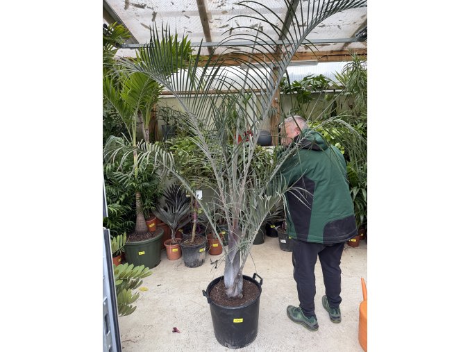 Dypsis decaryi, 180 cm