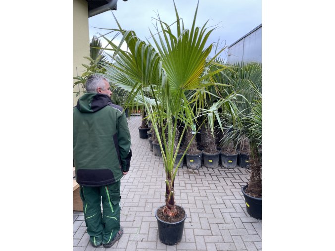 WASHINGTONIA ROBUSTA 180 CM