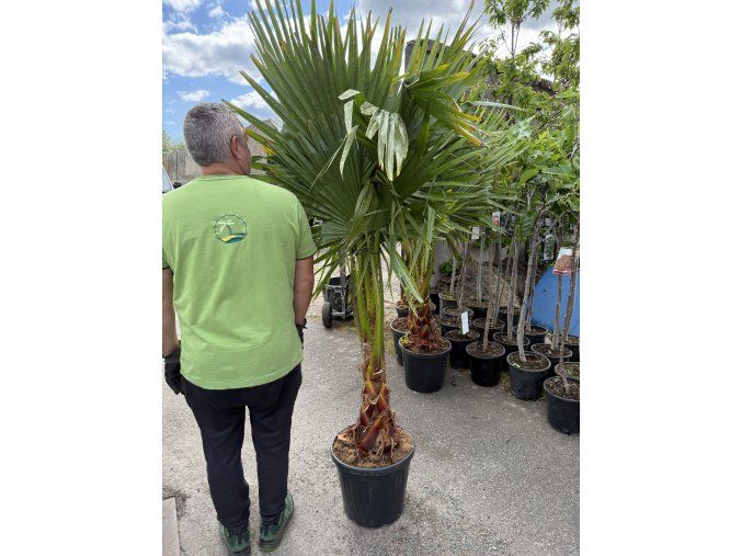 WASHINGTONIA ROBUSTA 170 CM