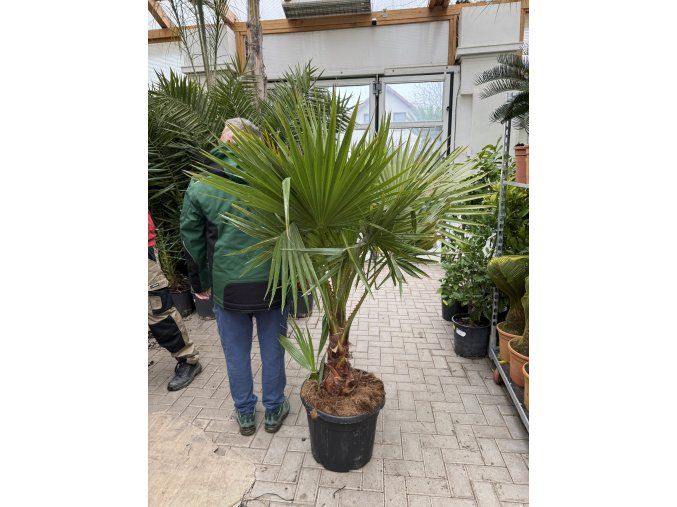 WASHINGTONIA ROBUSTA 160 CM