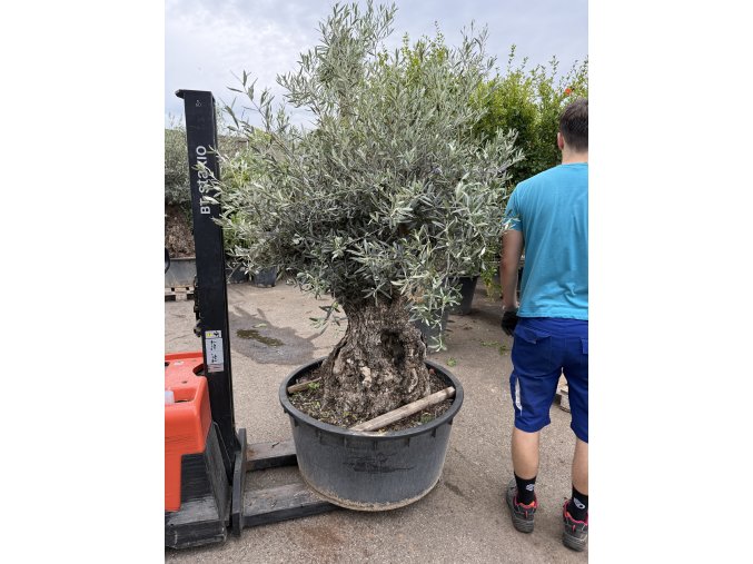 Olea europea, výška 200cm, obvod kmene 120 cm