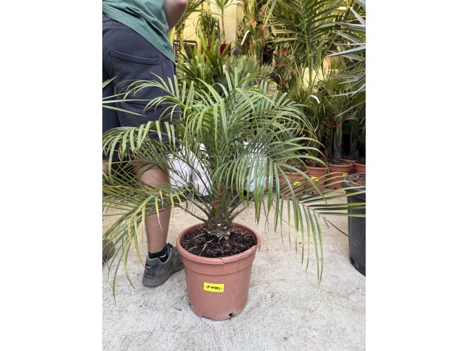 Phoenix roebelenii, Trpasličí datlová palma  60 cm