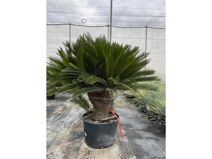 Cycas revoluta 220 cm, 2 hlavy