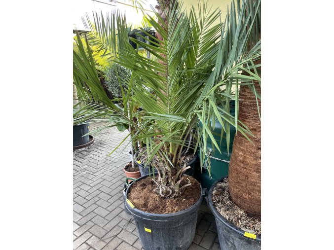 Jubaea chilensis, Chilská palma 170 cm