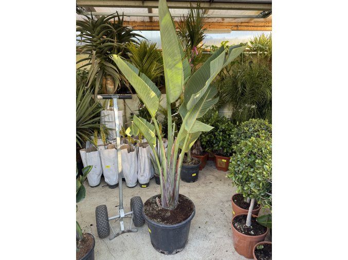 STRELITZIA AUGUSTA 200 CM