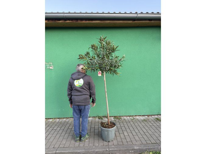 Nerium Oleander - Oleandr 200 cm, stromek