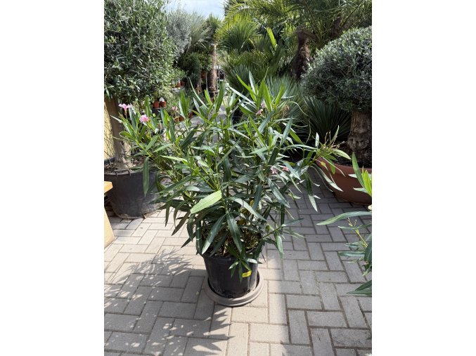 Nerium Oleander - Oleandr 140 cm
