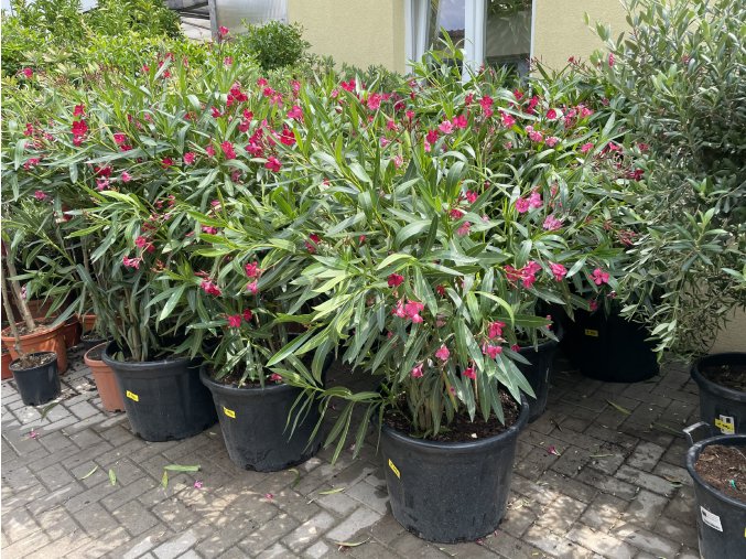 Nerium Oleander - Oleandr 140 cm