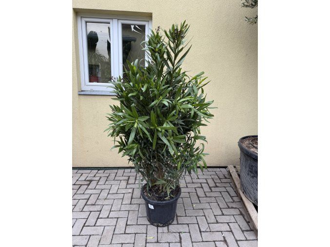 Nerium Oleander - Oleandr 150 cm +