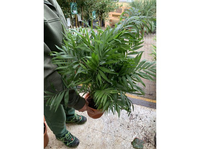 Chamaedorea elegans, 90 cm