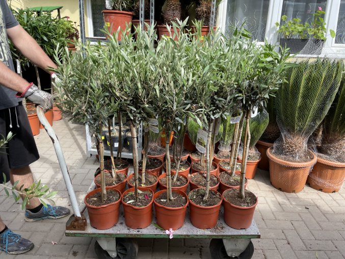Olea europea - Olivovník 80 cm