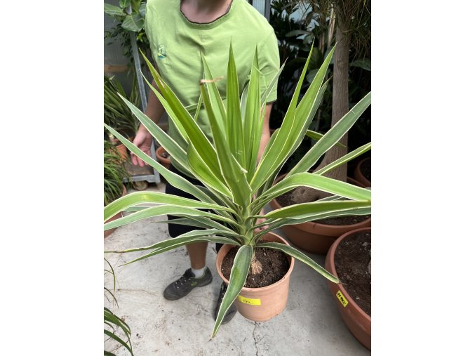 YUCCA ELEPHANTIPES JEWEL, JUKA, 80 cm.