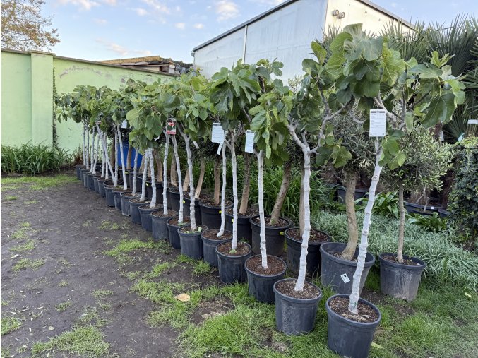 Ficus carica,  160 cm,
