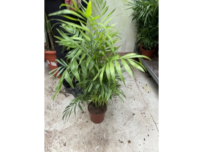 Chamaedorea elegans 40 cm