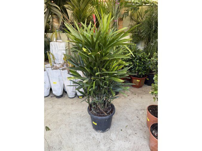 Rhapis excelsa 150 cm