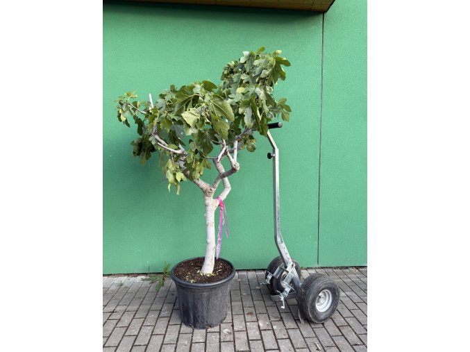FICUS CARICA, FÍKOVNÍK. 200 CM