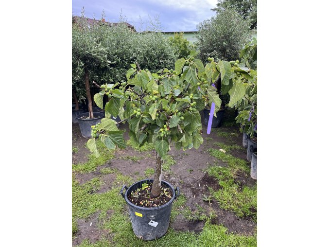 FICUS CARICA, FÍKOVNÍK. 150 CM