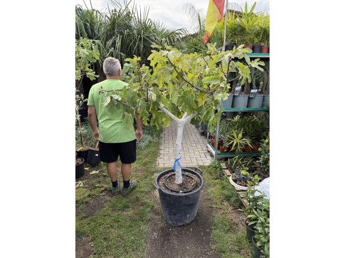 FICUS CARICA, FÍKOVNÍK. 170 CM