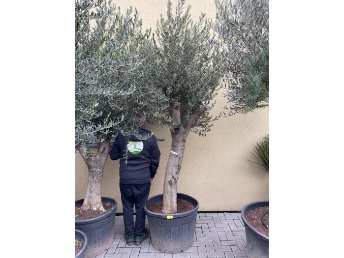 Olea europea - Olivovník 290 cm +
