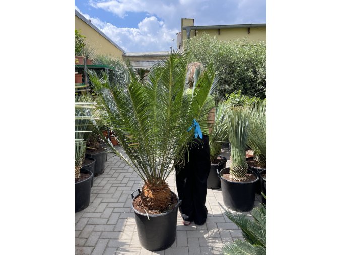 Cycas panzhihuaensis 140 cm