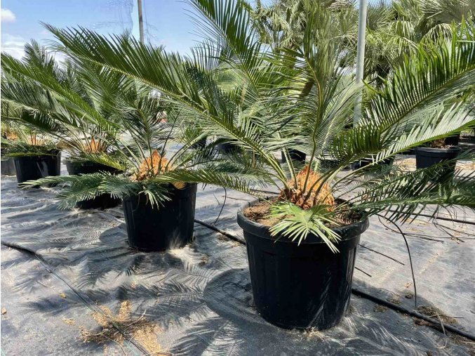 Cycas panzhihuaensis 110 cm