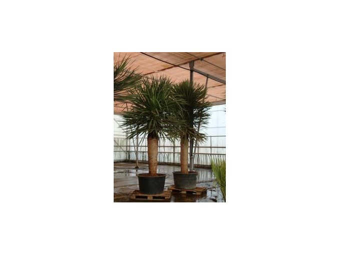 Dracaena draco,dracena drago 300 cm