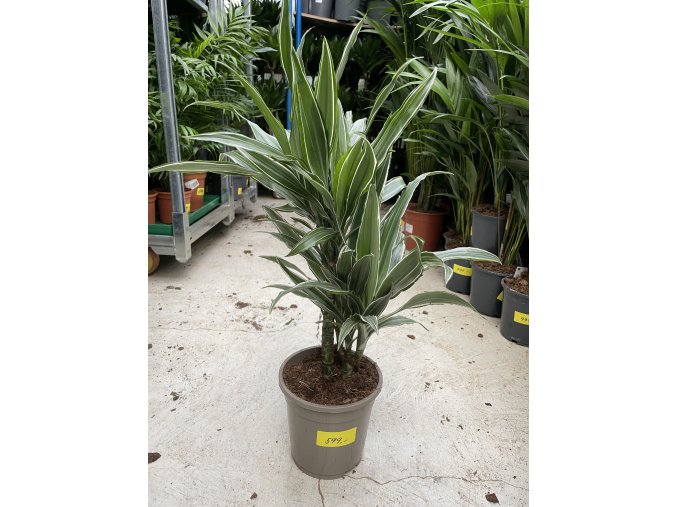 Dracaena deremensis, dracena, . 60 cm