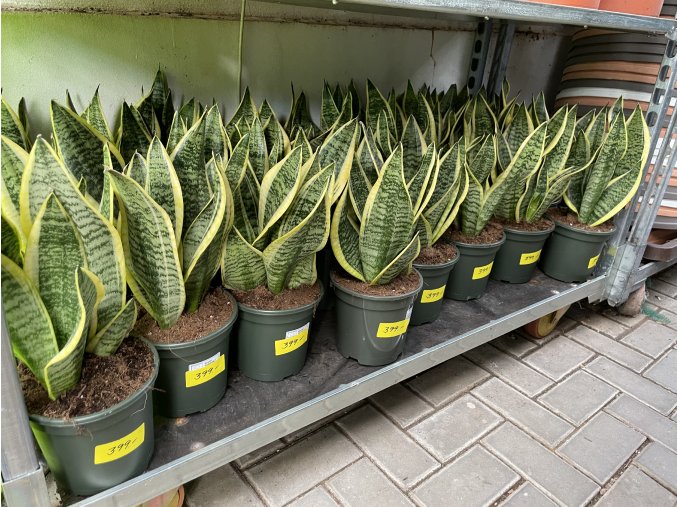 Sansevieria trifasciata laurenti, tchynin jazyk. 30 cm